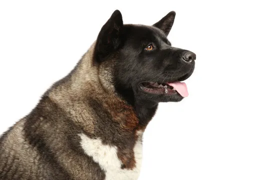 核心架构团队代表